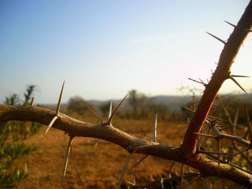 thorns The thorns of Ludlati CarePoint.