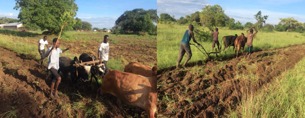 agriculture, orphan relief, school gardens, Uganda, poverty relief