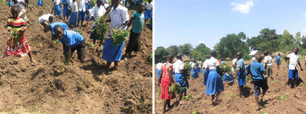 agriculture, school garden, sweet potato, orphan relief, poverty relief