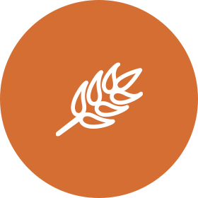 orange wheat icon