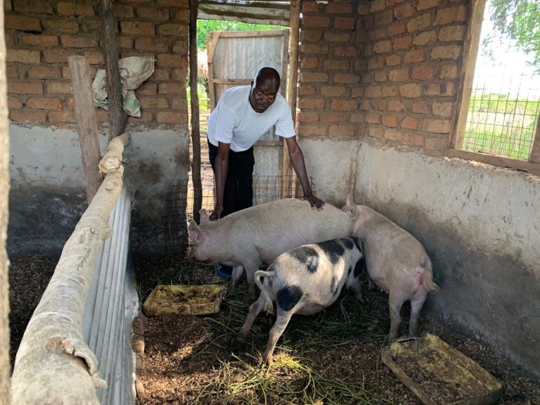 Copy of UG Piggery