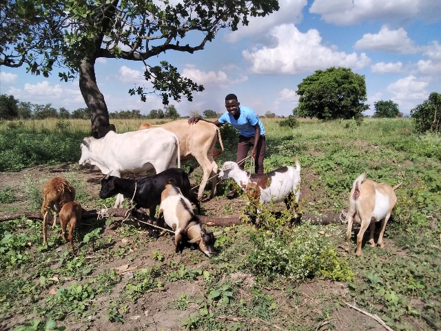 A man stands in the middle of a field with a cow and several goats.