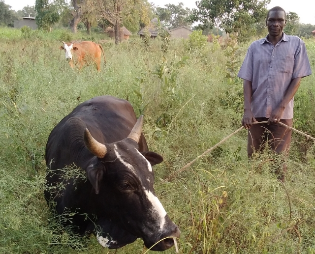 A man stands in the middle of some tall grass, holding a rope with a cow tied to the other end.