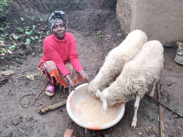 A woman dressed in red squats down next to her two sheep drinking from a bowl.