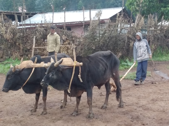 A man stands behind two ox that are ploughing the land.