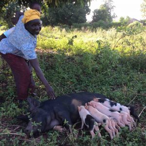 Acen_Deborah_Ogoloi_Piggery