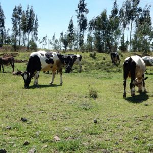 TOG cows in field