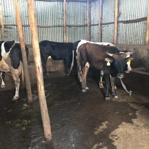 TOG cows inside