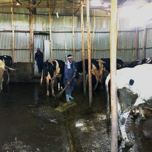 TOG_dairy_inside_v2