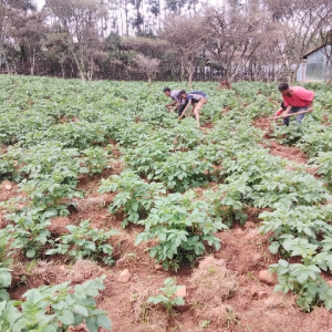 abenezer farming