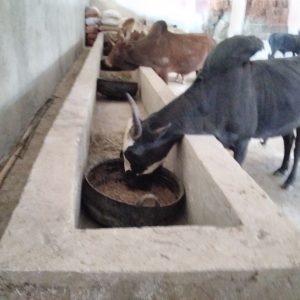 burayu cows burayu cows