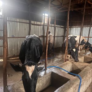 chapa dairy farm