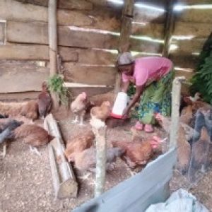 chickens chickens